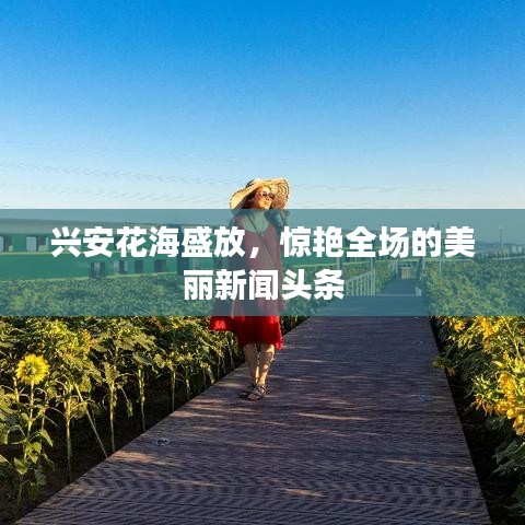 興安花海盛放，驚艷全場(chǎng)的美麗新聞?lì)^條