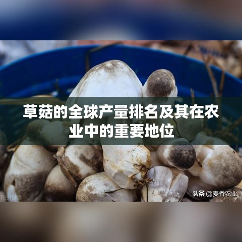 草菇的全球產量排名及其在農業(yè)中的重要地位