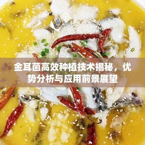 金耳菌高效種植技術(shù)揭秘，優(yōu)勢分析與應用前景展望