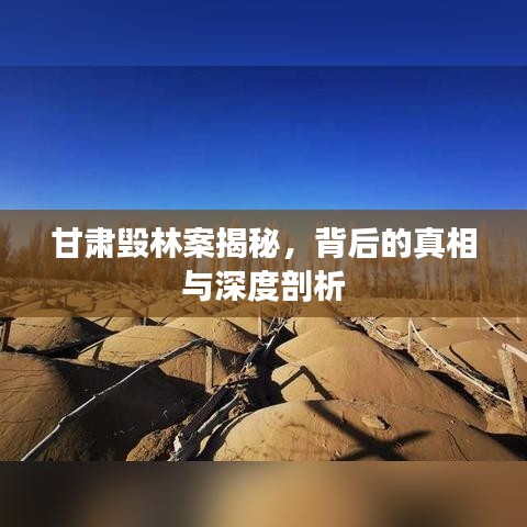 甘肅毀林案揭秘，背后的真相與深度剖析