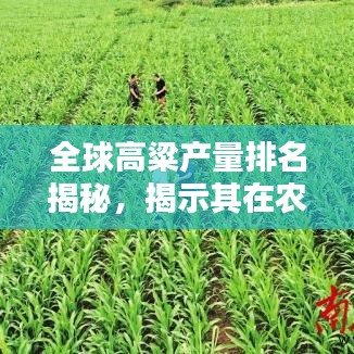 全球高粱產(chǎn)量排名揭秘，揭示其在農(nóng)業(yè)領(lǐng)域的國際地位