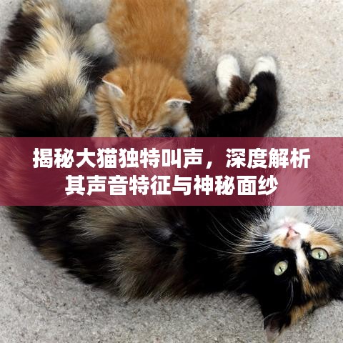 揭秘大貓獨特叫聲，深度解析其聲音特征與神秘面紗