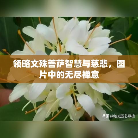 領(lǐng)略文殊菩薩智慧與慈悲，圖片中的無盡禪意