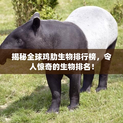 揭秘全球雞肋生物排行榜，令人驚奇的生物排名！