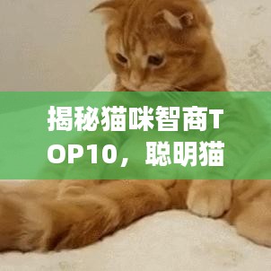 揭秘貓咪智商TOP10，聰明貓咪的精彩瞬間不容錯過！