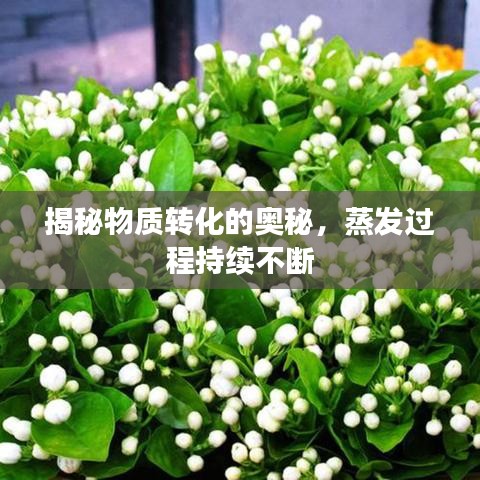 揭秘物質(zhì)轉(zhuǎn)化的奧秘，蒸發(fā)過(guò)程持續(xù)不斷