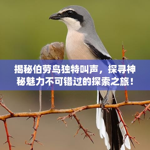 揭秘伯勞鳥獨特叫聲，探尋神秘魅力不可錯過的探索之旅！