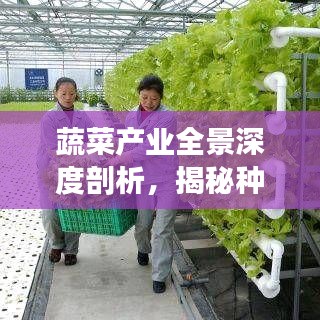 蔬菜產業(yè)全景深度剖析，揭秘種植、市場與未來趨勢