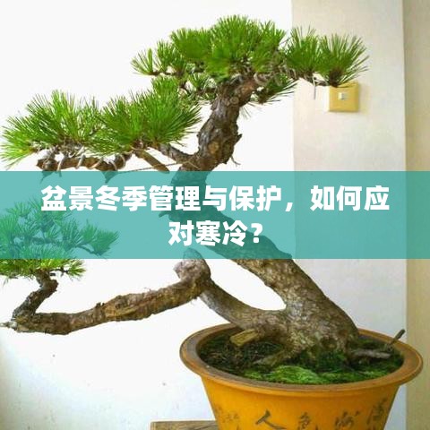 盆景冬季管理與保護，如何應對寒冷？