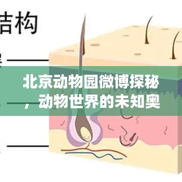 北京動(dòng)物園微博探秘，動(dòng)物世界的未知奧秘之旅