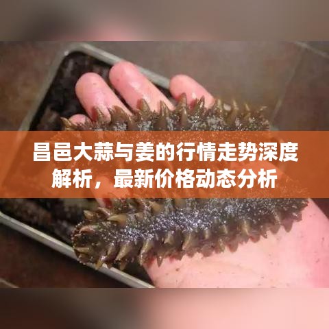 昌邑大蒜與姜的行情走勢深度解析，最新價格動態(tài)分析