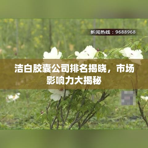 潔白膠囊公司排名揭曉，市場影響力大揭秘
