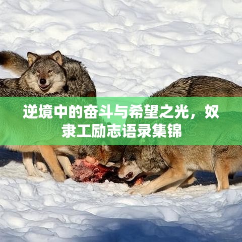 逆境中的奮斗與希望之光，奴隸工勵(lì)志語(yǔ)錄集錦