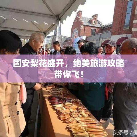 固安梨花盛開(kāi)，絕美旅游攻略帶你飛！