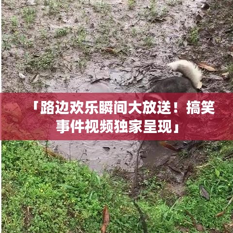 「路邊歡樂瞬間大放送！搞笑事件視頻獨家呈現」