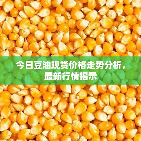 今日豆油現(xiàn)貨價格走勢分析，最新行情揭示