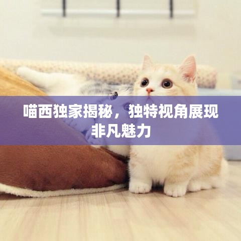 喵西獨家揭秘，獨特視角展現非凡魅力