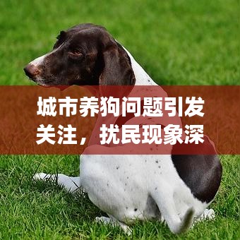 城市養(yǎng)狗問題引發(fā)關(guān)注，擾民現(xiàn)象深度解析