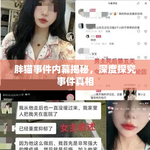 胖貓事件內(nèi)幕揭秘，深度探究事件真相