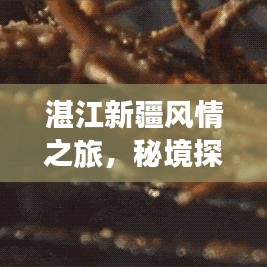 湛江新疆風(fēng)情之旅，秘境探索與美食打卡攻略