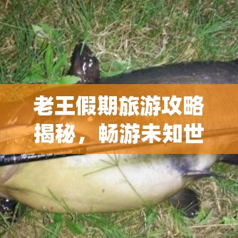 老王假期旅游攻略揭秘，暢游未知世界的精彩之旅