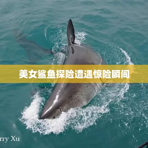 美女鯊魚探險遭遇驚險瞬間