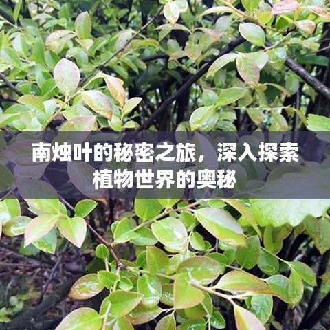 南燭葉的秘密之旅，深入探索植物世界的奧秘