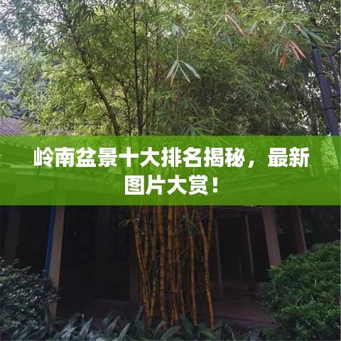 嶺南盆景十大排名揭秘，最新圖片大賞！