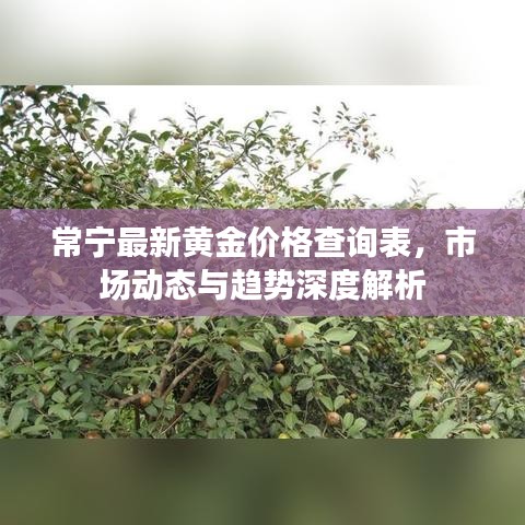 常寧最新黃金價(jià)格查詢表，市場動(dòng)態(tài)與趨勢深度解析