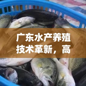 廣東水產(chǎn)養(yǎng)殖技術(shù)革新，高效與可持續(xù)的雙重典范之路