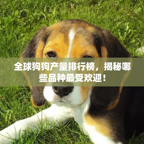 全球狗狗產(chǎn)量排行榜，揭秘哪些品種最受歡迎！