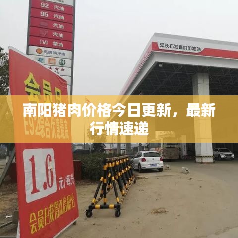 南陽豬肉價格今日更新，最新行情速遞