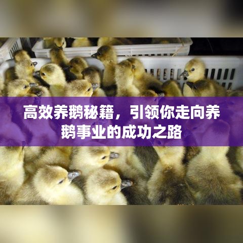 高效養(yǎng)鵝秘籍，引領(lǐng)你走向養(yǎng)鵝事業(yè)的成功之路
