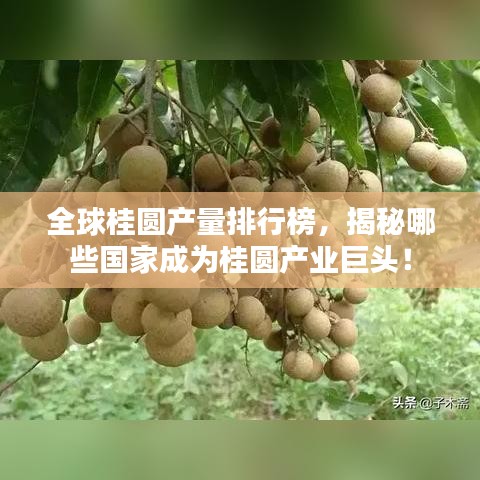 全球桂圓產(chǎn)量排行榜，揭秘哪些國家成為桂圓產(chǎn)業(yè)巨頭！