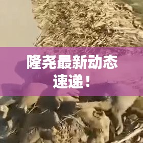 隆堯最新動(dòng)態(tài)速遞！