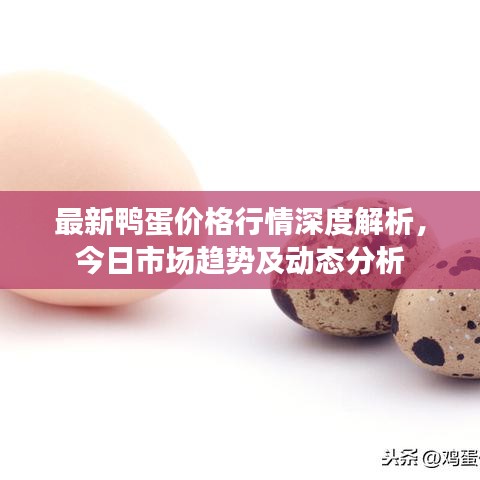 最新鴨蛋價格行情深度解析，今日市場趨勢及動態(tài)分析