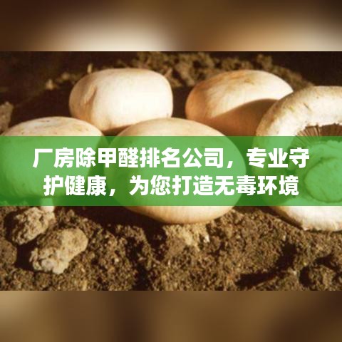 廠房除甲醛排名公司，專業(yè)守護(hù)健康，為您打造無毒環(huán)境