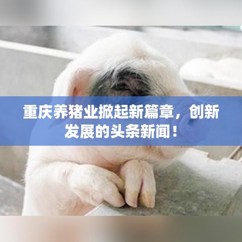重慶養(yǎng)豬業(yè)掀起新篇章，創(chuàng)新發(fā)展的頭條新聞！