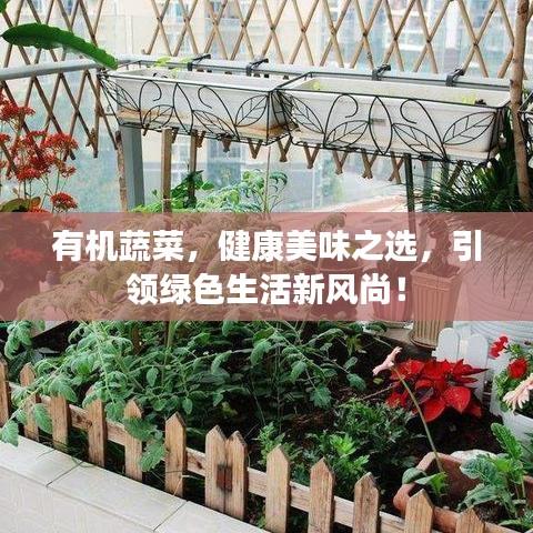 有機(jī)蔬菜，健康美味之選，引領(lǐng)綠色生活新風(fēng)尚！