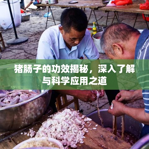 豬腸子的功效揭秘，深入了解與科學(xué)應(yīng)用之道