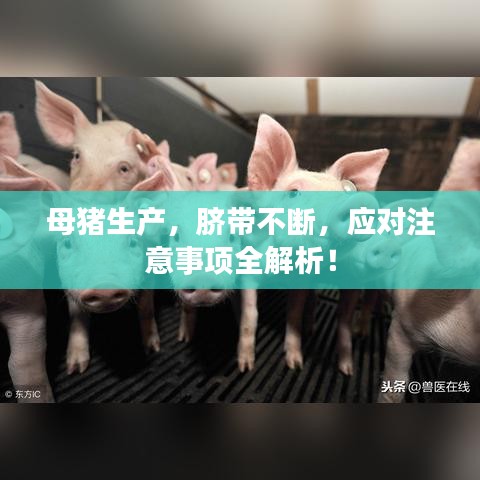 母豬生產(chǎn)，臍帶不斷，應(yīng)對(duì)注意事項(xiàng)全解析！