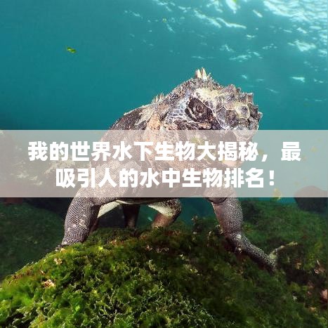 我的世界水下生物大揭秘，最吸引人的水中生物排名！