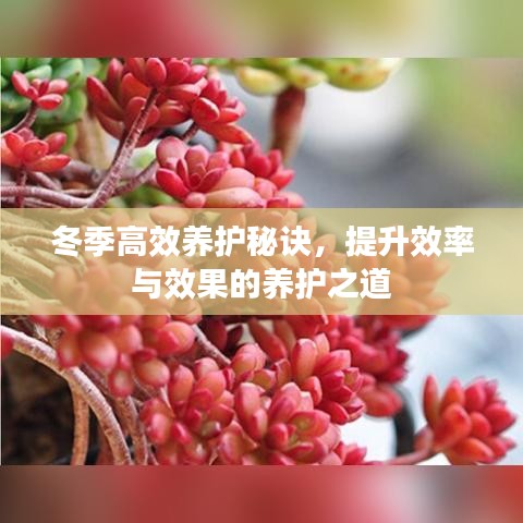 冬季高效養(yǎng)護(hù)秘訣，提升效率與效果的養(yǎng)護(hù)之道